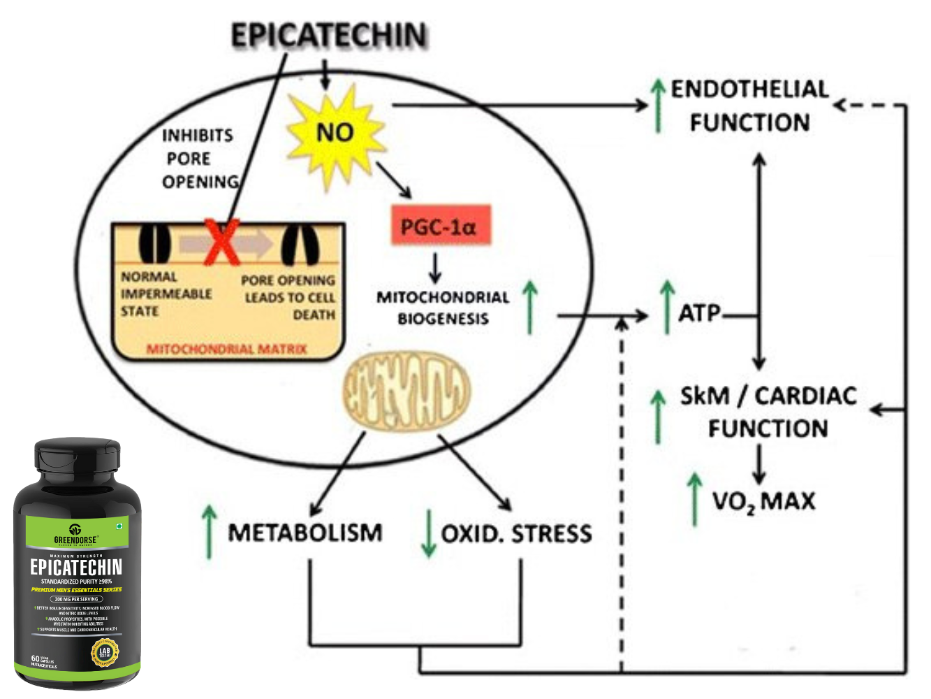 GREENDORSE EPICATECHIN- 99% Purity Workout Capsules | Lean Muscle Growth, Myostatin Inhibitor, Nitric Oxide Booster, Improved blood flow & cognitive functions | Lab tested- 60 Veg capsules