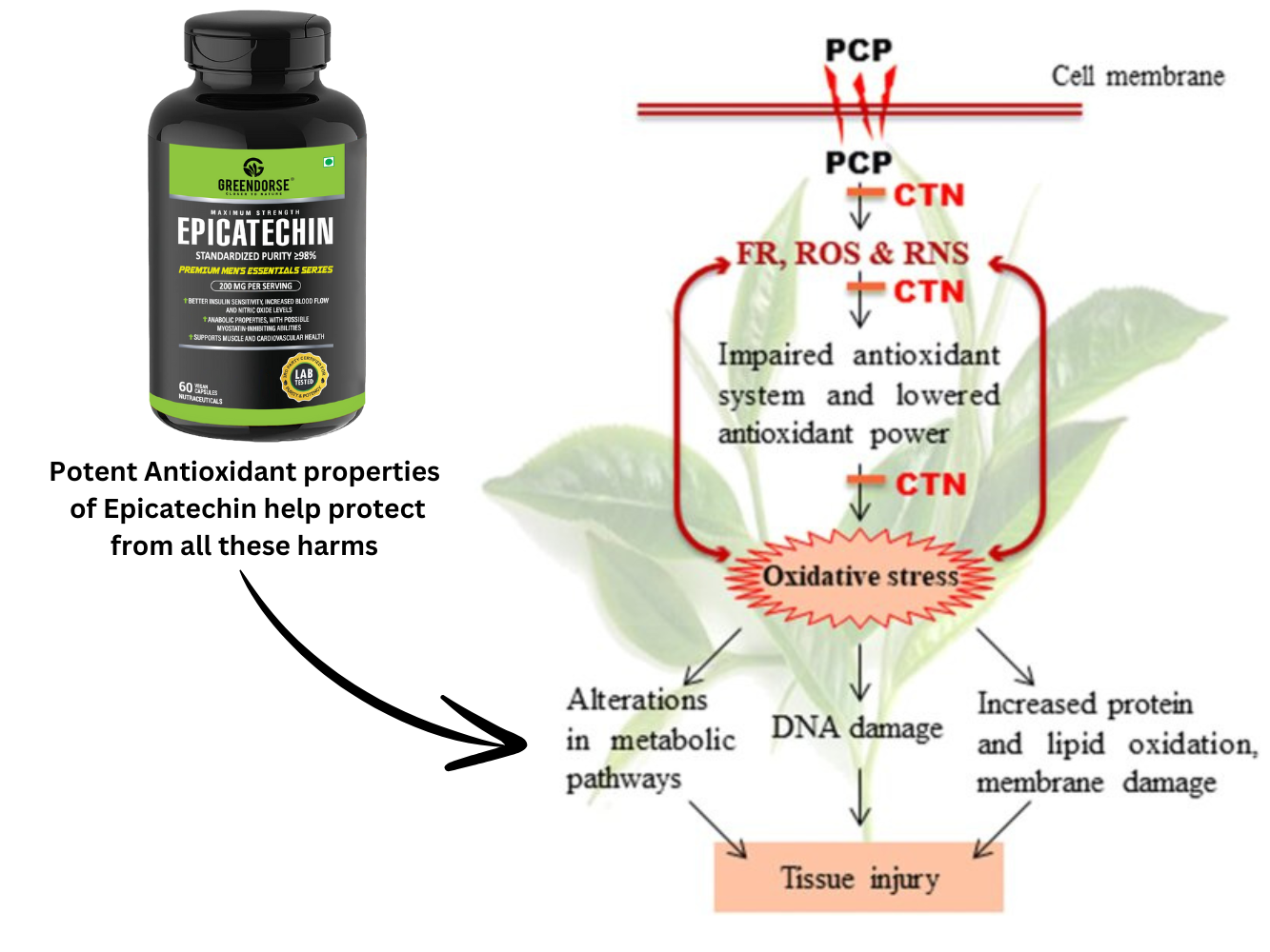 GREENDORSE EPICATECHIN- 99% Purity Workout Capsules | Lean Muscle Growth, Myostatin Inhibitor, Nitric Oxide Booster, Improved blood flow & cognitive functions | Lab tested- 60 Veg capsules