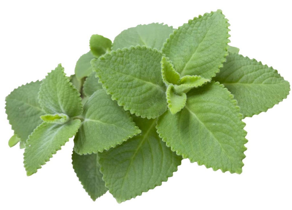 2-cuban-oregano-3.jpg