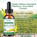 mullein-drops-for-lungs-powerful-lung-cl-3.jpg