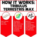force-factor-tribulus-terrestris-max-for-3.jpg
