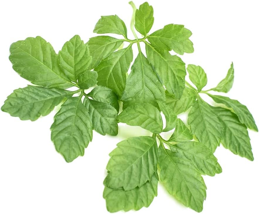 addictive-wellness-gynostemma-leaf-extra-2.jpg