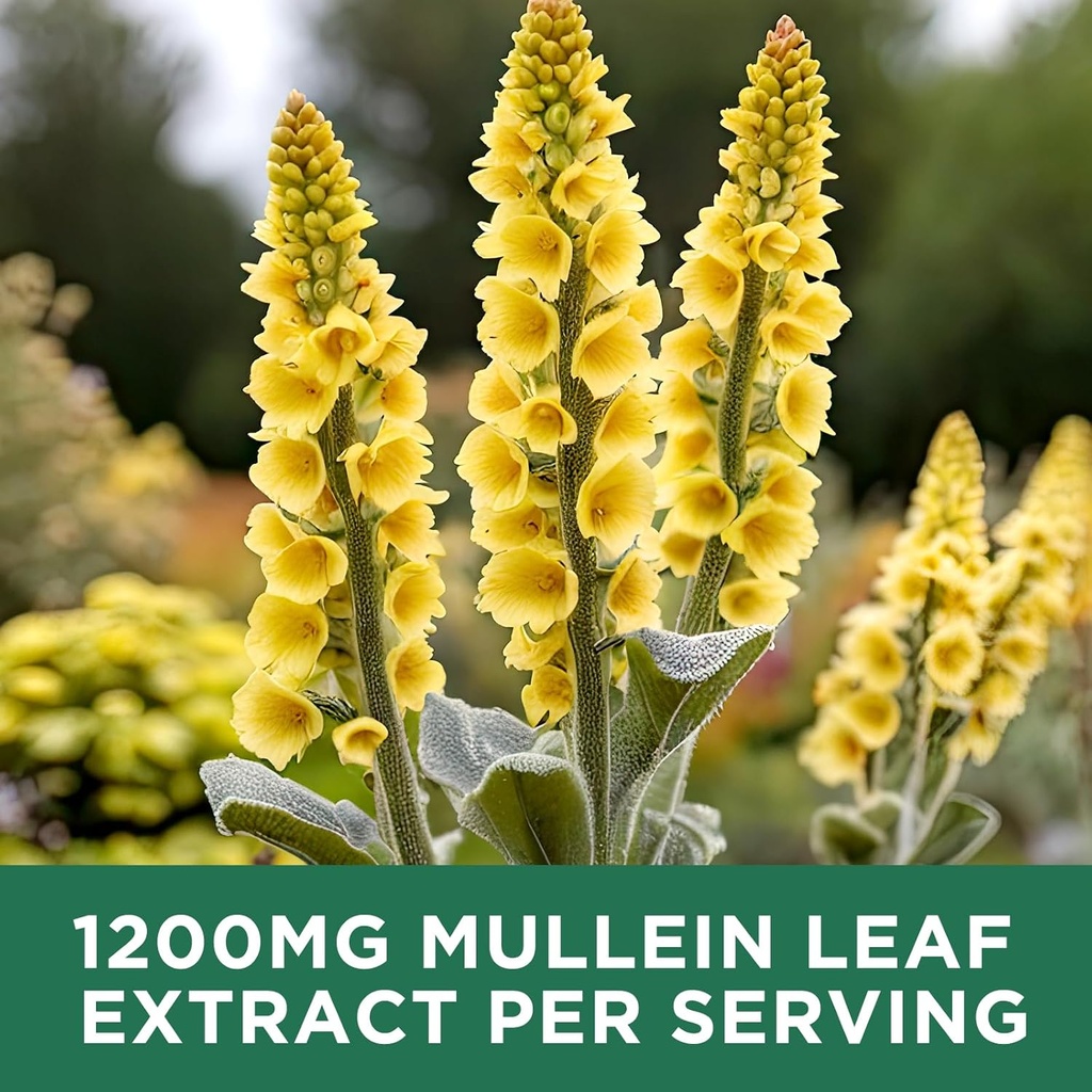 2-pack-mullein-drops-for-lungs-1200mg-mu-4.jpg